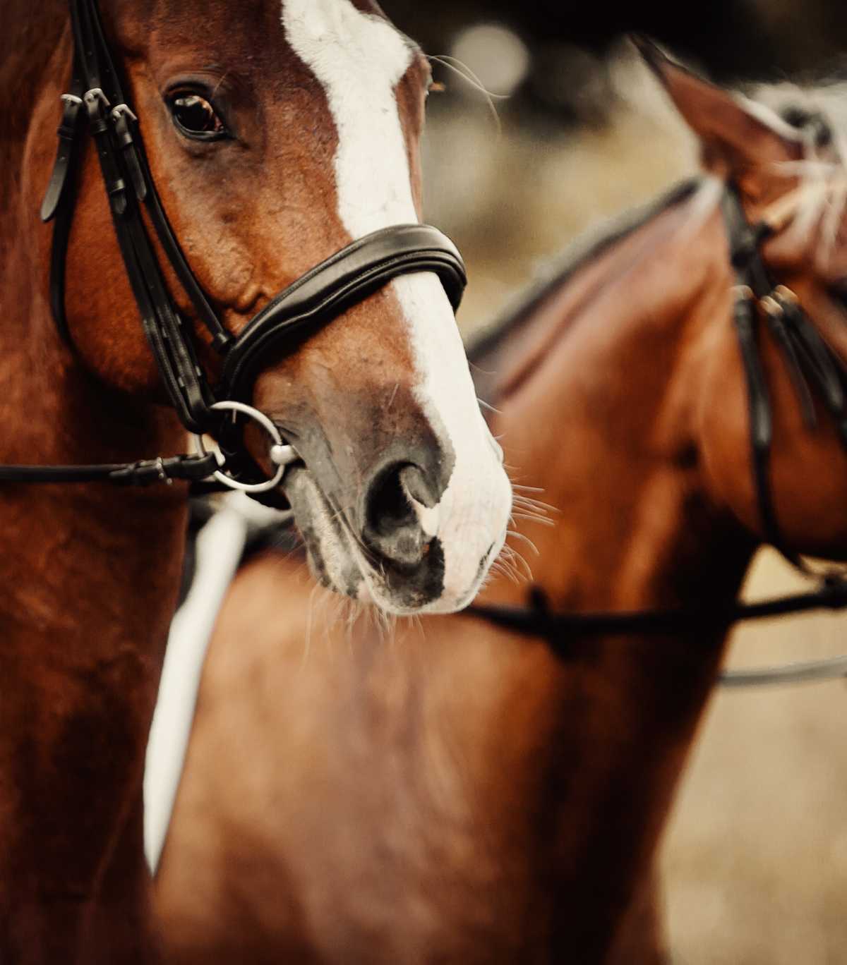 caballo marrón y blanco